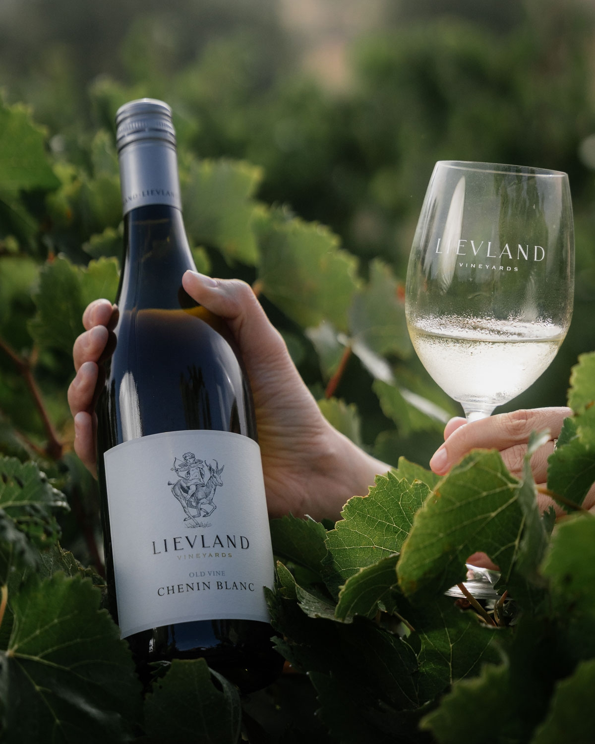 Lievland Bushvine Chenin Blanc 2025